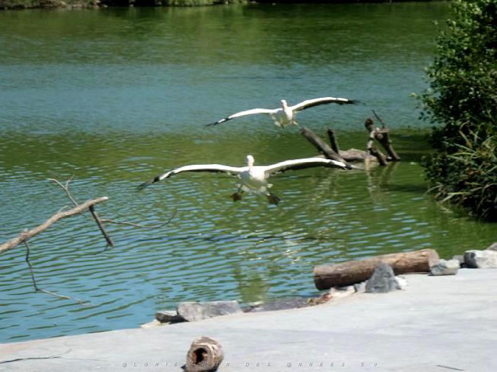 101PARC AUX OISEAUX DANS L AIN 2016 3_000026.jpg
